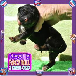 NESTLE - Black and tan female German Shepherd puppy in Murrieta, California from Diamond Oaks German Shepherds