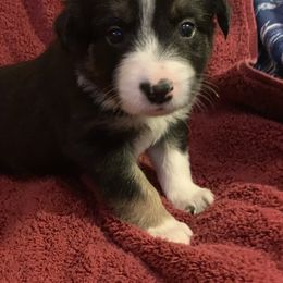 Border Collie Puppies from Best Friend Borders