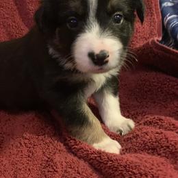 Border Collie Puppies from Best Friend Borders
