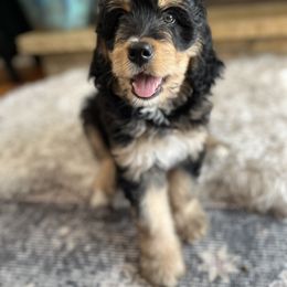 Bernedoodle and Poodle Puppies from Doggy Darlins