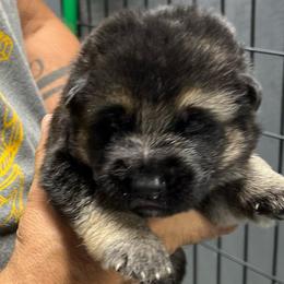 Boy 4 - blue collar - Black and tan male German Shepherd puppy in Sharon Grove, Kentucky from Julie’s Shepherds