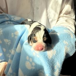 Boy 5 - Black brown and white male Basset Hound puppy in Las Animas, Colorado from J&D Dachsies