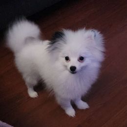 Pomeranian puppies from BL Poms Heaven