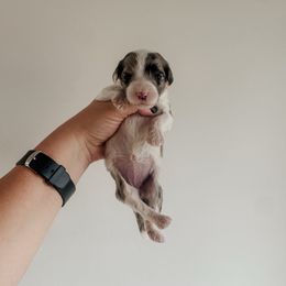 Rachelle the Runt - Blue merle and white female Sheepadoodle puppy in Wabash, Indiana from DOODCompany
