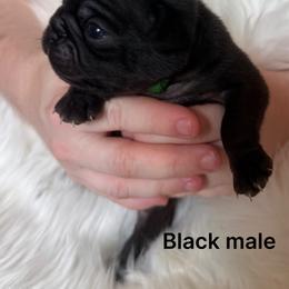 Navy blue collar - Black male Pug puppy in Deer Park, Texas from Butler Pugs and Frenchies
