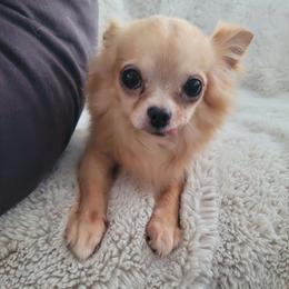 Joel - Fawn male Chihuahua puppy in Space Coast, Florida from ChibiChi