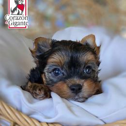 Sonya Blade - Black and tan female Yorkshire Terrier puppy in California from Corazon de gigante