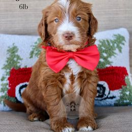 Jack - Red  male Goldendoodle puppy in Comanche, Texas from Central Texas Doodles, LLC.