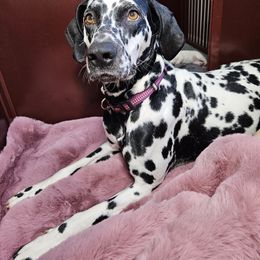 Dalmatian Puppies from Dalmatian Vacation