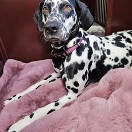 Dalmatian Puppies from Dalmatian Vacation