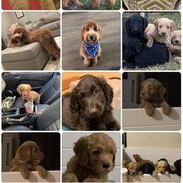 Goldendoodle Puppies from Izzy's Doodles