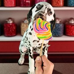 Escanor - White and liver brown male Dalmatian puppy in Sierra Vista, Arizona from Fairytail Dalmatians