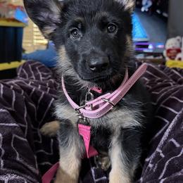 German Shepherd Puppies from Brooks High Quality Breeders
