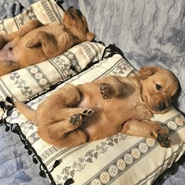 Golden Retriever Puppies from Piedmont Golden Retrievers