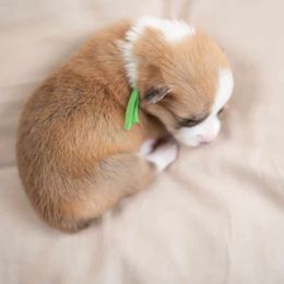 American Corgi and Pembroke Welsh Corgi Puppies from Constellation Corgi