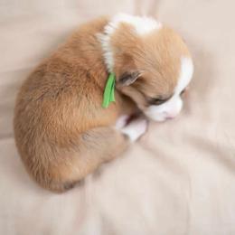 American Corgi and Pembroke Welsh Corgi Puppies from Constellation Corgi