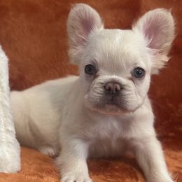 Gus - Cream male French Bulldog puppy in Las Vegas, Nevada from Legacy