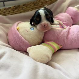 Cavalier King Charles Spaniel Puppies from Reynolds Farms Cavaliers
