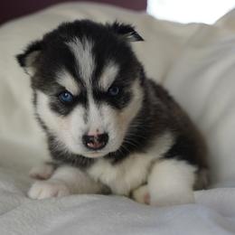 Raven - Black and white male Siberian Husky puppy in Wiscasset, Maine from Running with Huskies