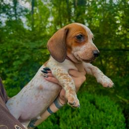 Ranger - Piebald male Dachshund puppy in Augusta, Georgia from Cherokee Hill Dachshunds
