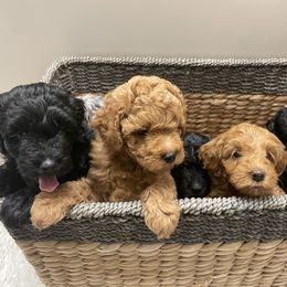 Aussiedoodle and Miniature Australian Shepherd Puppies from Dazy Mayze Mini Aussies and Aussiedoodles