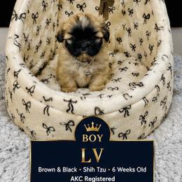 LV - Black and tan male Shih Tzu puppy in Athens, Georgia from Imperial Shih Tzu