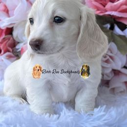 Dachshund Puppies from RRD