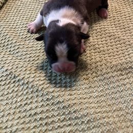 Girl 5 - Brindle and white female Boston Terrier puppy in Tenmile, Oregon from High Plains French Bulldogs,Boston Terriers and Frenchtons.