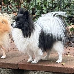 Yuki - Pomeranian