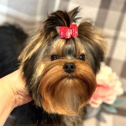 Adriano - Blue and gold male Yorkshire Terrier puppy in Placerville, California from Diamond Springs Boutique