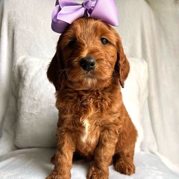 Maple - Chocolate Goldendoodle puppy in Summerville, South Carolina from Pawmazing Doodles