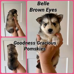 Belle - Black and white female Pomsky puppy in Lyons, Nebraska from Goodness Gracious Pomskies