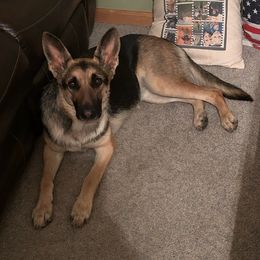 German Shepherds from Johnson Schäeferhundar