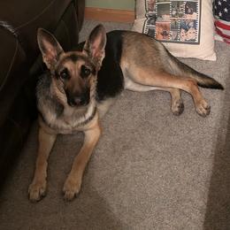German Shepherds from Johnson Schäeferhundar