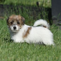 Edy Girl 2 - White and tan female Russell Terrier puppy in Middletown, Virginia from DBF Russell Terriers