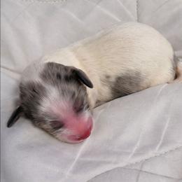 Sage - Dapple female Dachshund puppy in Buckeye, Arizona from Duran Dachshunds