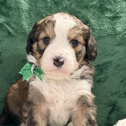 Gemini - Brown and white female Bernedoodle puppy in Phelan, California from PuppyPaws4U