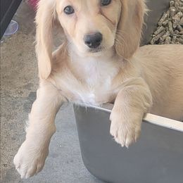 Amelia - Cream female Dachshund puppy in Randolph, Texas from Spindle's Little Treasures