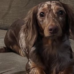 Deja - Dachshund