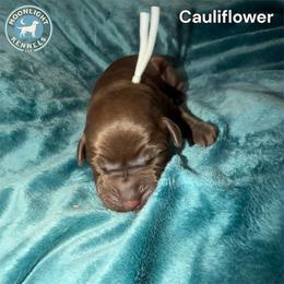 Cauliflower - Chocolate male Labrador Retriever puppy in Elloree, South Carolina from Moonlight Kennels LLC