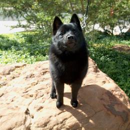 Schipperke All Grown Up from Safari Schipperkes