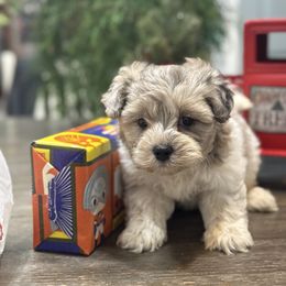 Axel - Black and silver brindle male Havapoo puppy in Bowling Green, Kentucky from Denise Clark