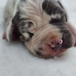 Great Dane Puppies from Mara Danes