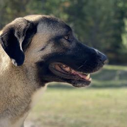 Stone - Anatolian Shepherd Dog