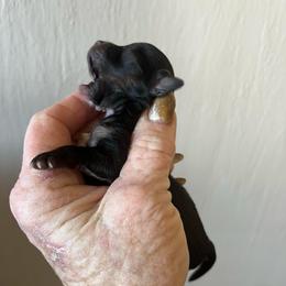 Trident - Chocolate blue male Chihuahua puppy in Tecumseh, Oklahoma from Callie’s Happy Chihuahuas, Callie’s Happy Treasures LLC