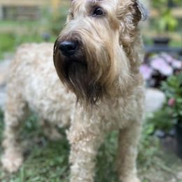 Soft Coated Wheaten Terriers from Rioga Wheatens
