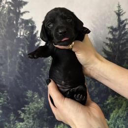 Purple Girl - Black female Dachshund puppy in Medina County, Ohio from Wilderness Weenies
