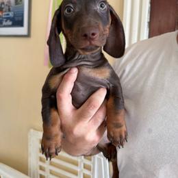 Cooper  (tweenie) - Chocolate and tan male Dachshund puppy in North Providence, Rhode Island from Das Weinerhas Dachshunds