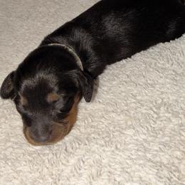 Dachshund Puppies from KhloeKPuppies