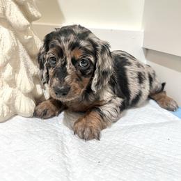 Beauty - Dapple female Dachshund puppy in Jurupa Valley, California from Divine Doxies